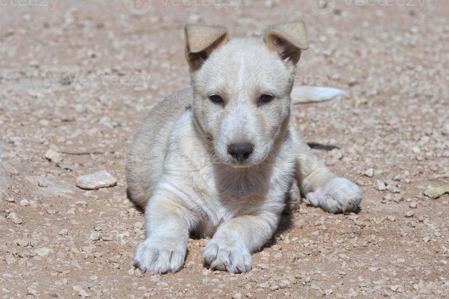 puppy pasgeboren witte Pommeren hond foto