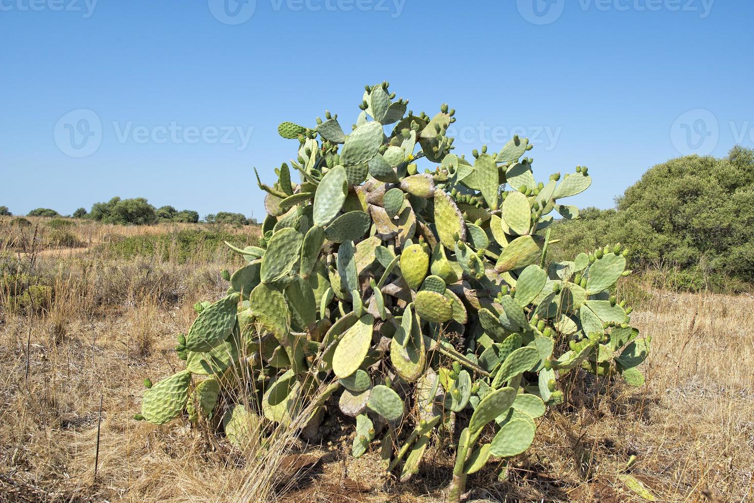 groen cactus bloemen en doornen foto