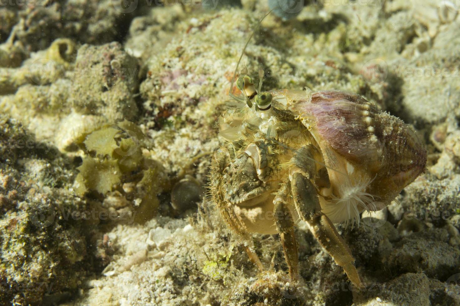 een kleurrijk anemoon krab portret in cebu Filippijnen foto