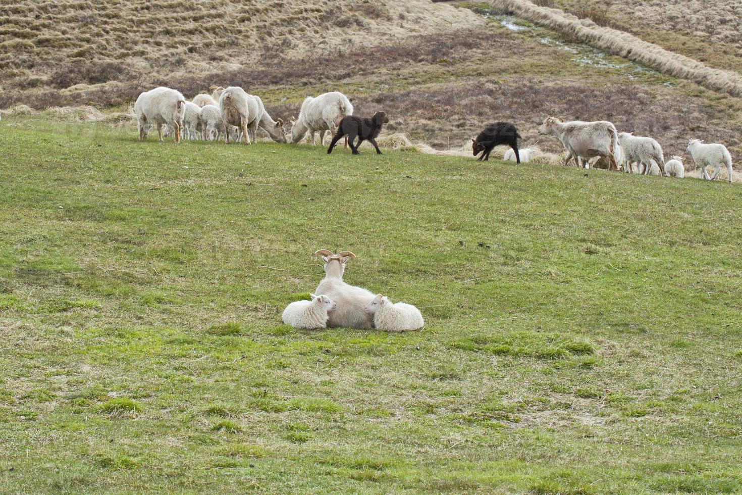 IJslands schapen familie foto