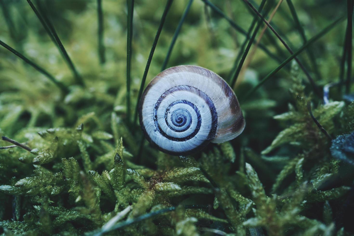 witte slak in de natuur foto