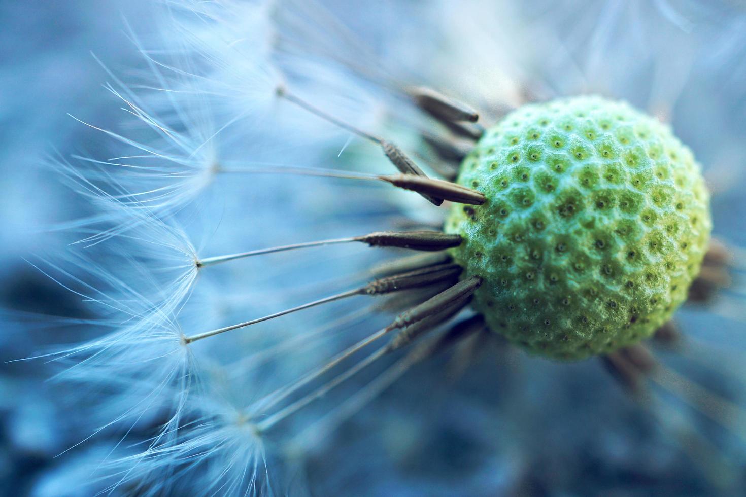 een prachtige paardebloembloem in de lente foto