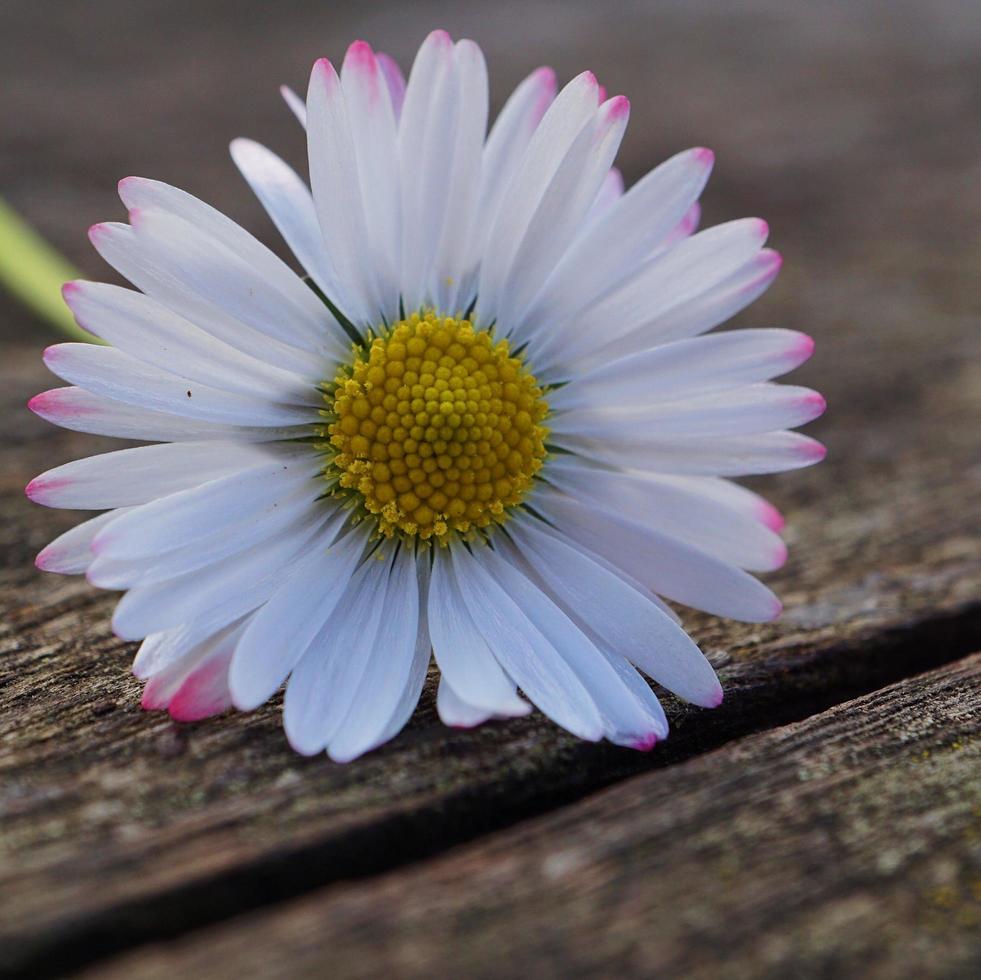 mooie madeliefjebloem in de tuin in de lente foto