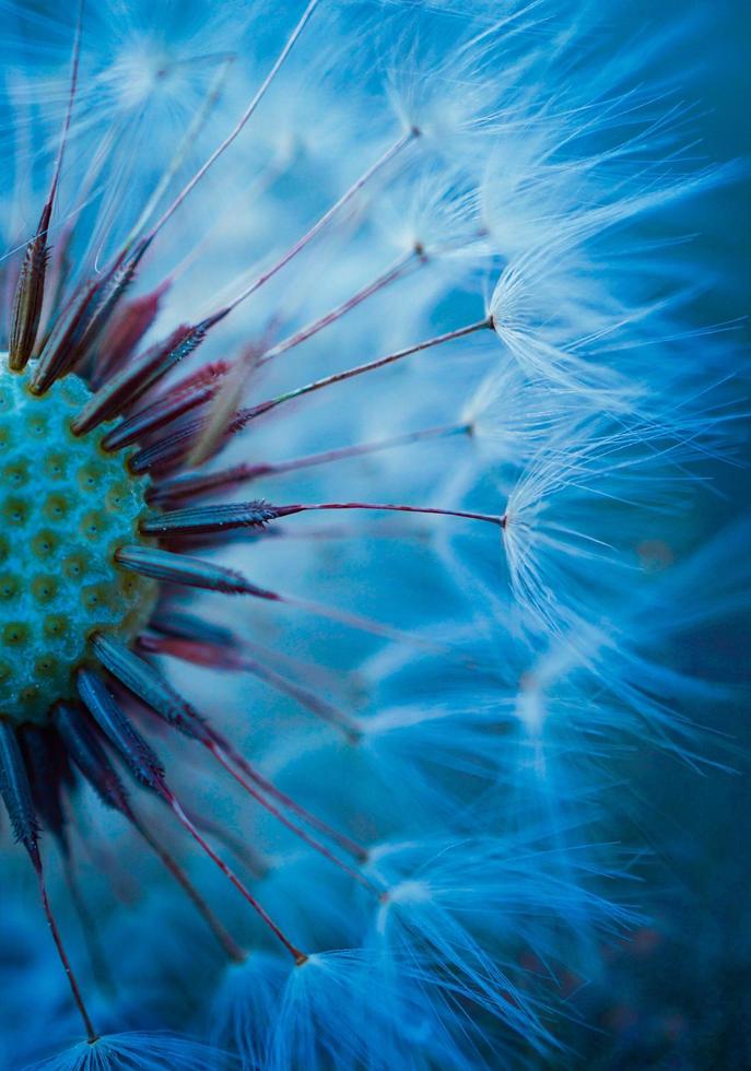 een paardebloem bloemzaad in de lente foto