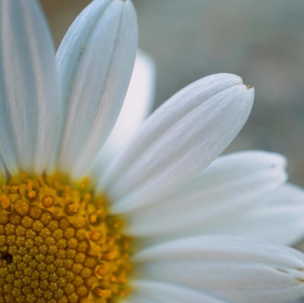 mooie witte margrietbloem in de lente foto