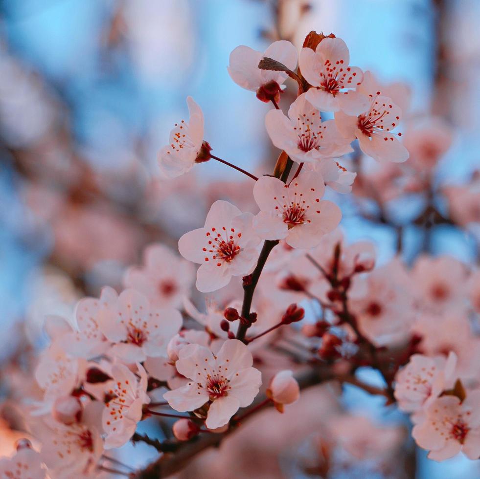 mooie roze bloem in de lente foto