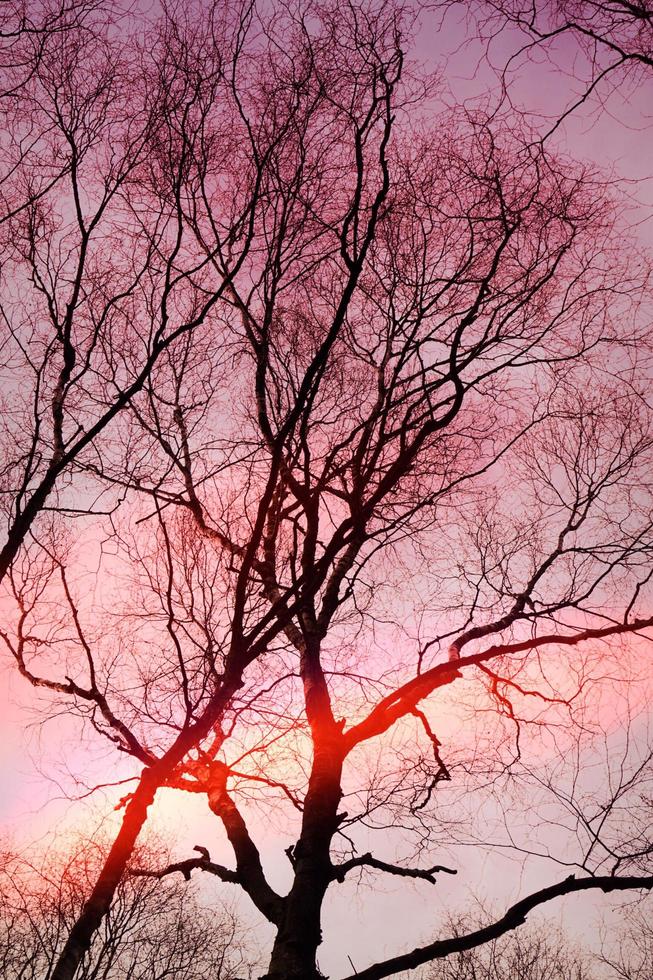 boomtakken en zonsondergang in de lente foto