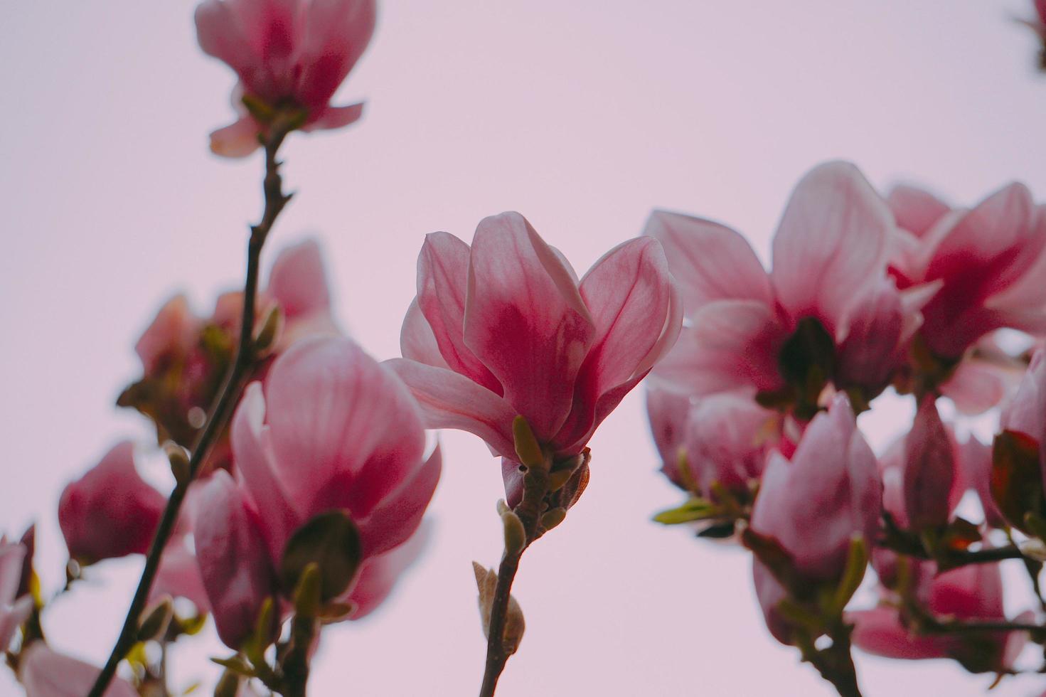 roze bloemplant in de natuur in de lente foto