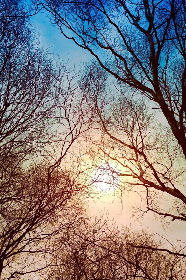 boomtakken en zonsondergang in de lente foto