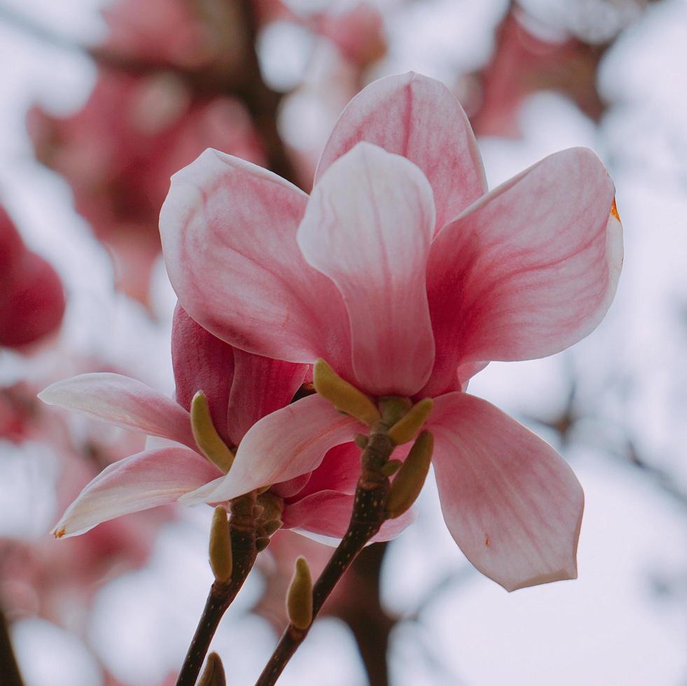 roze bloemplant in de natuur in de lente foto