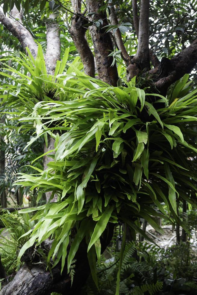 groene planten in tropische tuin foto