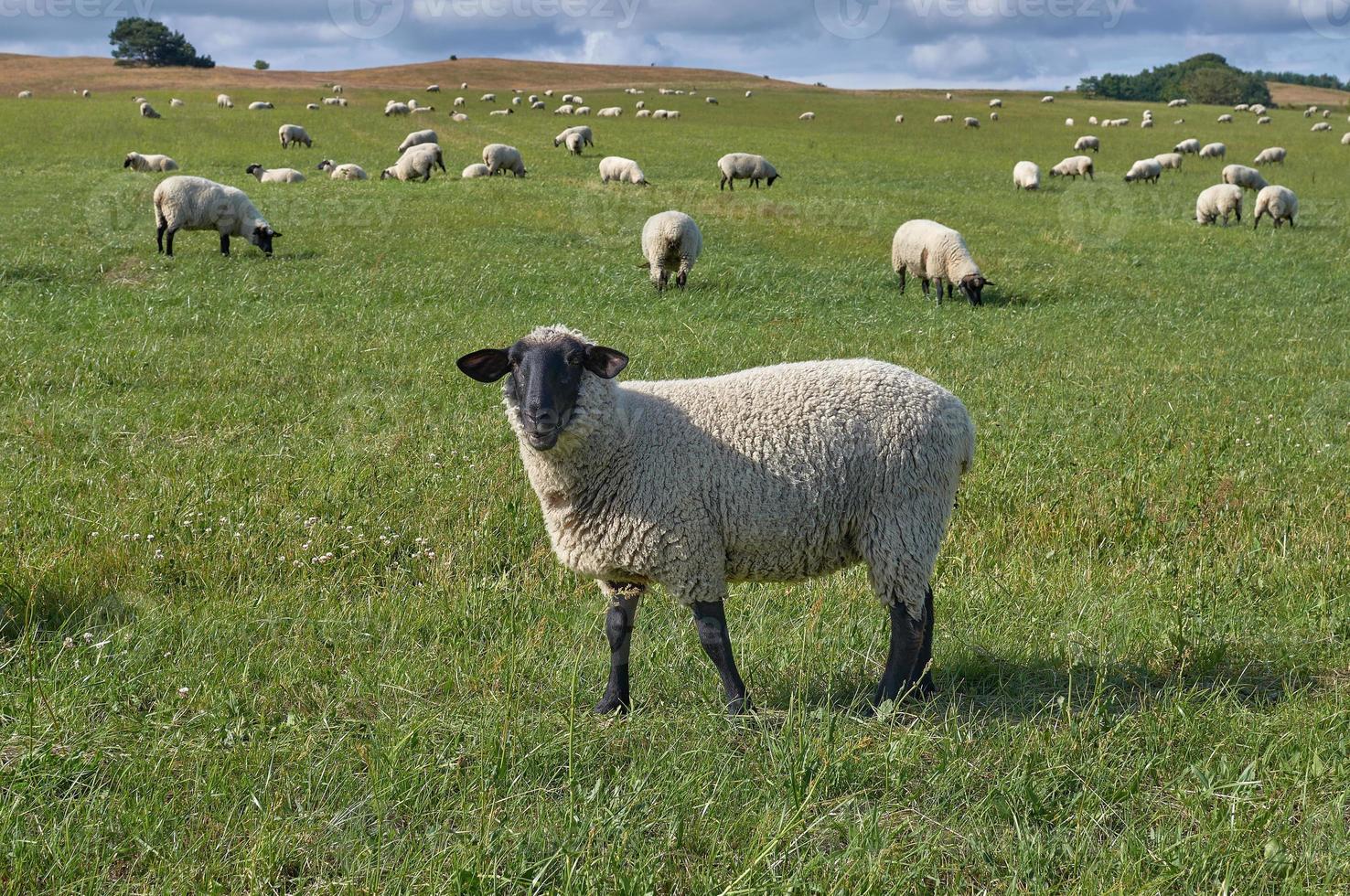 Duitse mee-eters schapenvlees schapen Aan weide, Duitsland foto