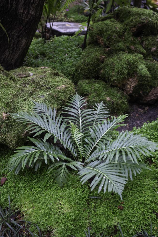 groene planten in tropische tuin foto