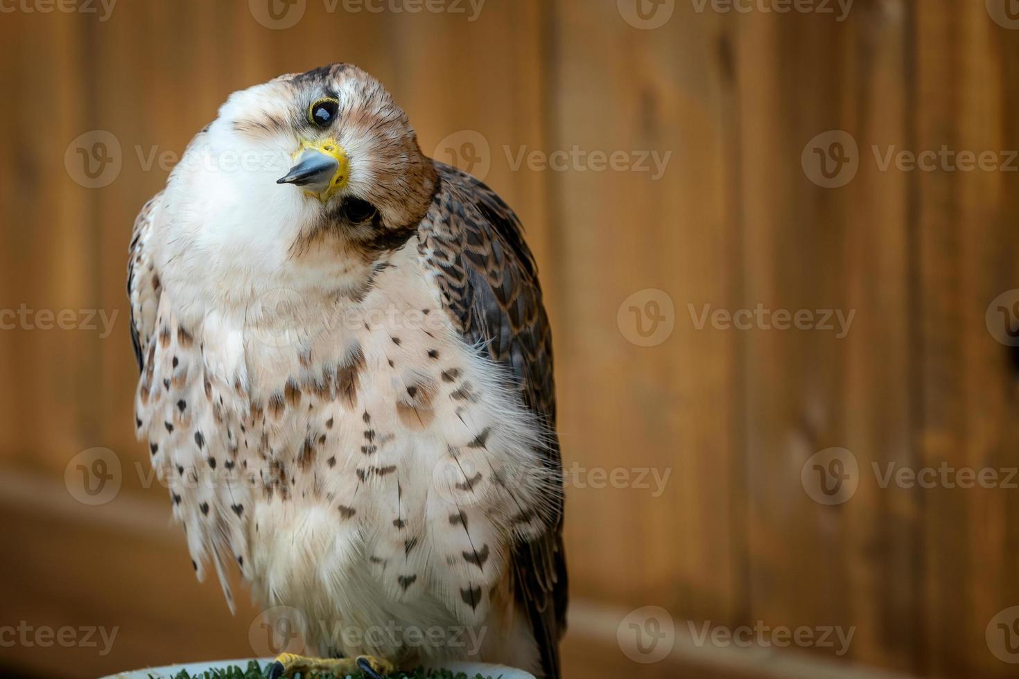 lans valk, falco biarmicus vogel van prooi portret foto