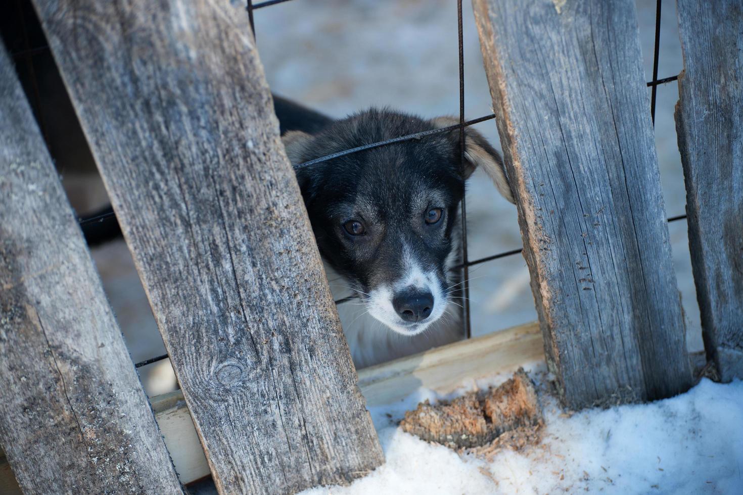 schattig puppy schor hond achter een hout hek foto