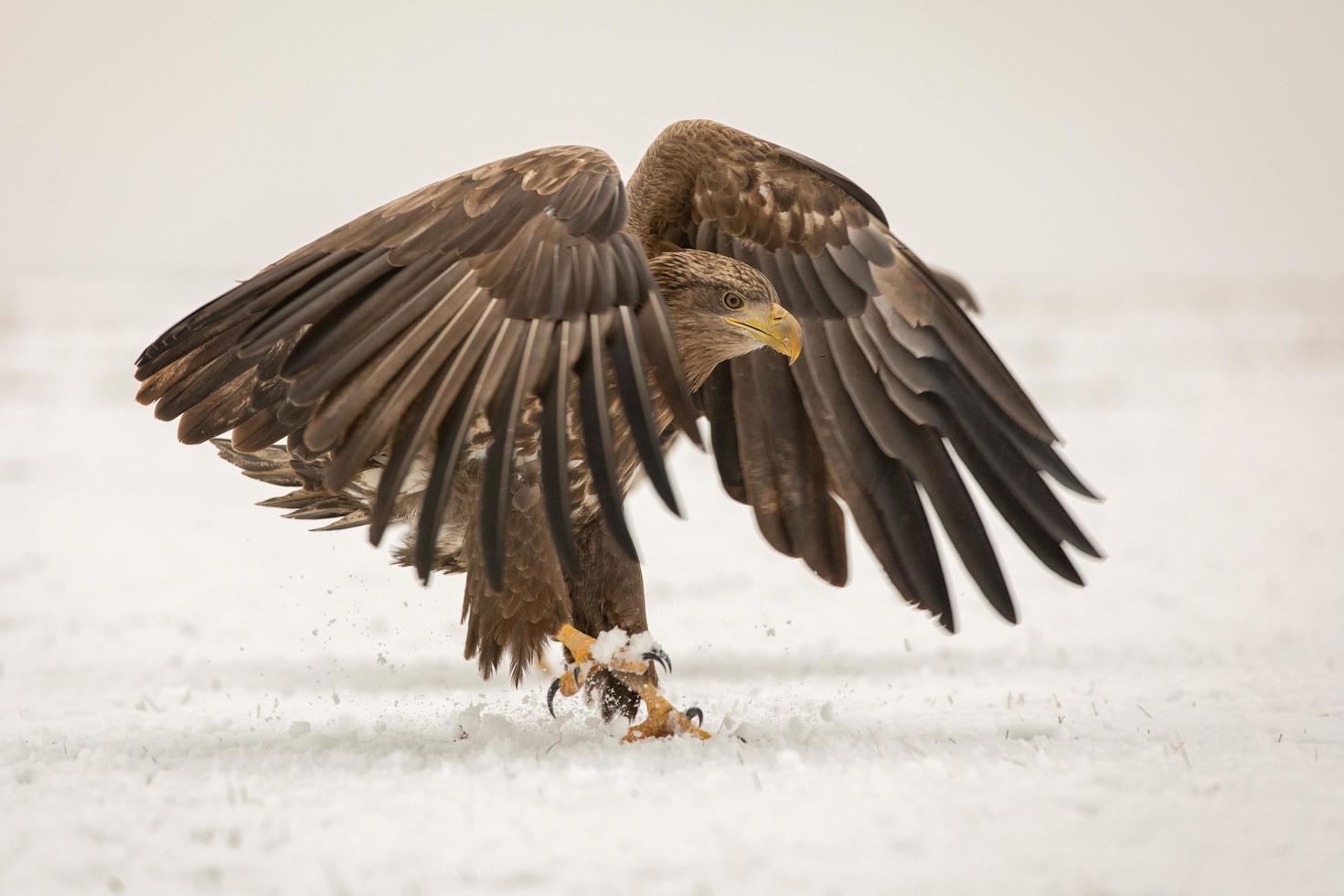 zeearend die in de sneeuw landt foto