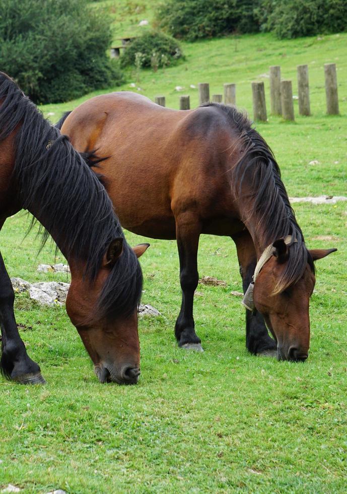 een bruin paard portret in de wei foto