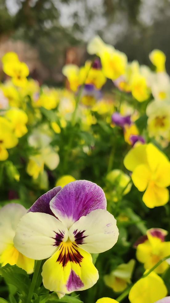 verticaal achtergrond van een kleurrijk viooltje bloem. foto