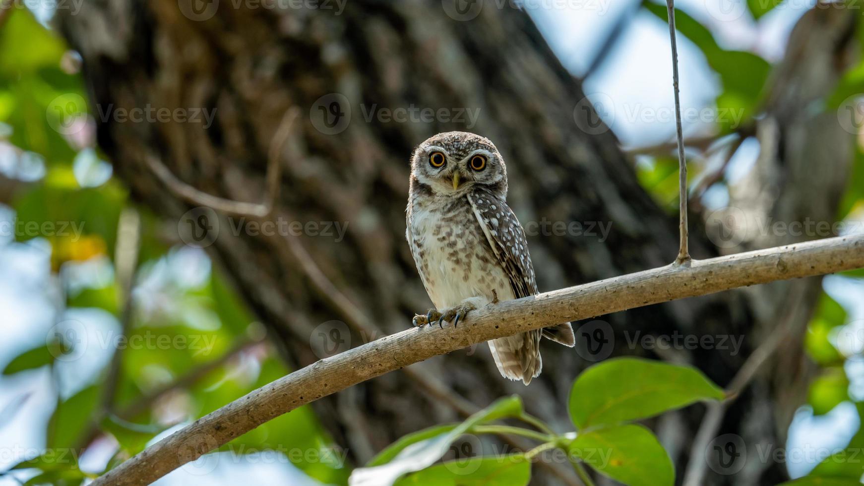 gevlekte owlet neergestreken Aan boom foto