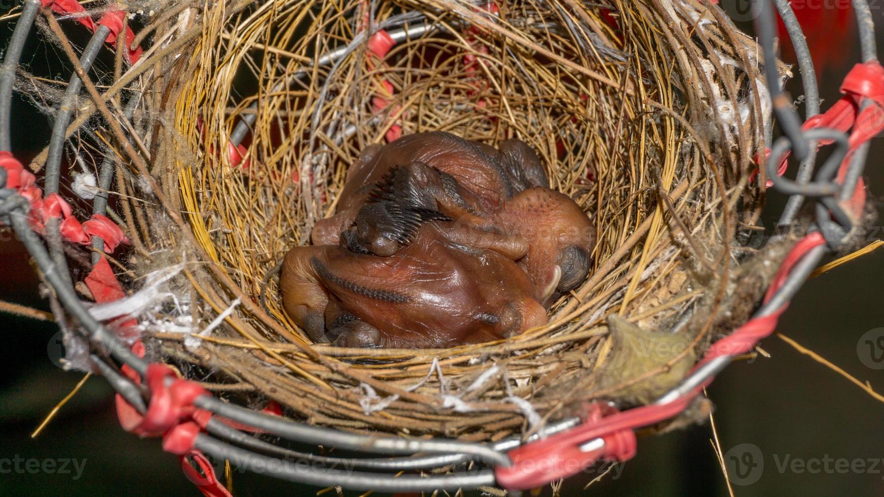 baby gestreepte oren bulbuls Aan een vogel nest foto