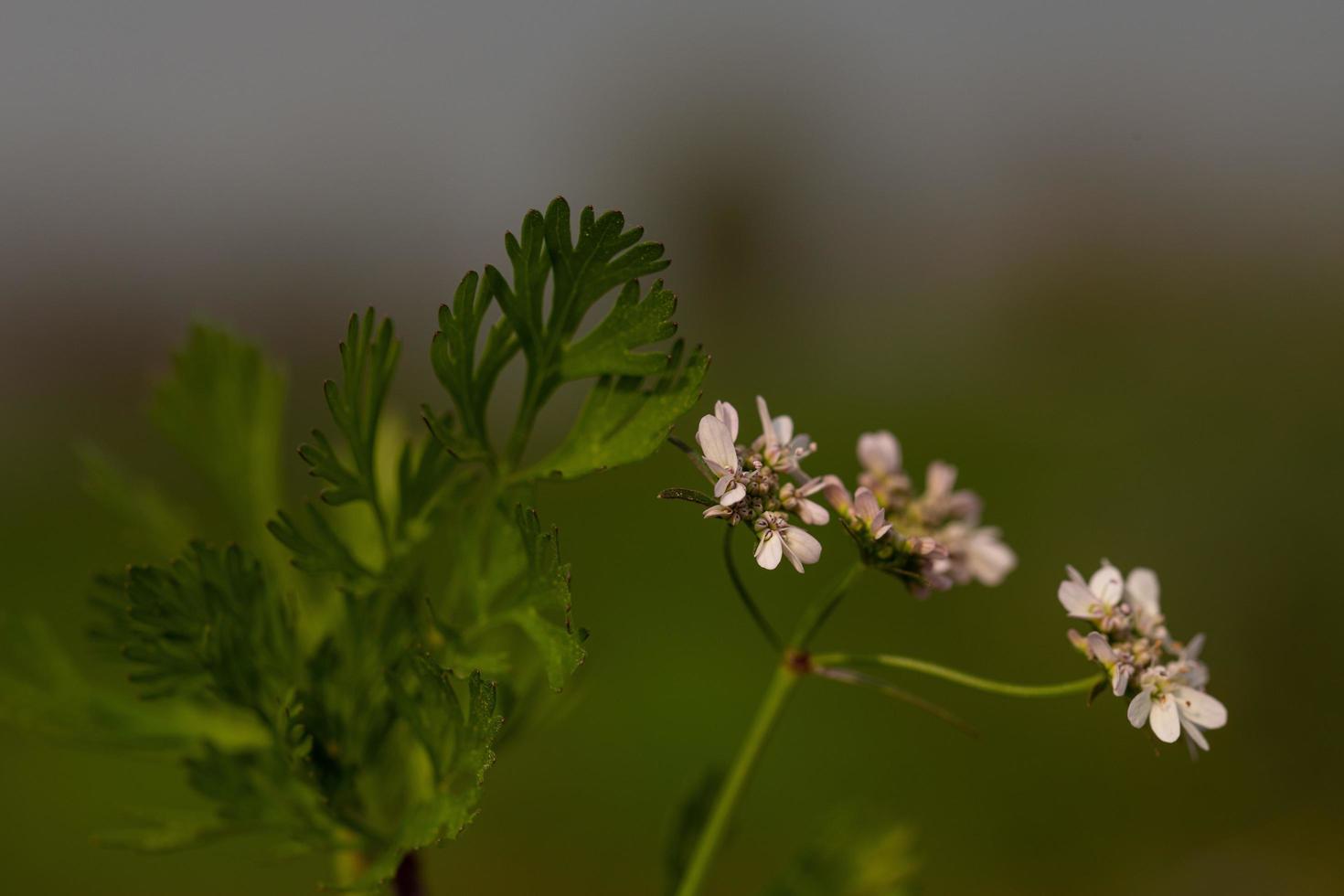 een witte bloem branch close-up in een tuin foto