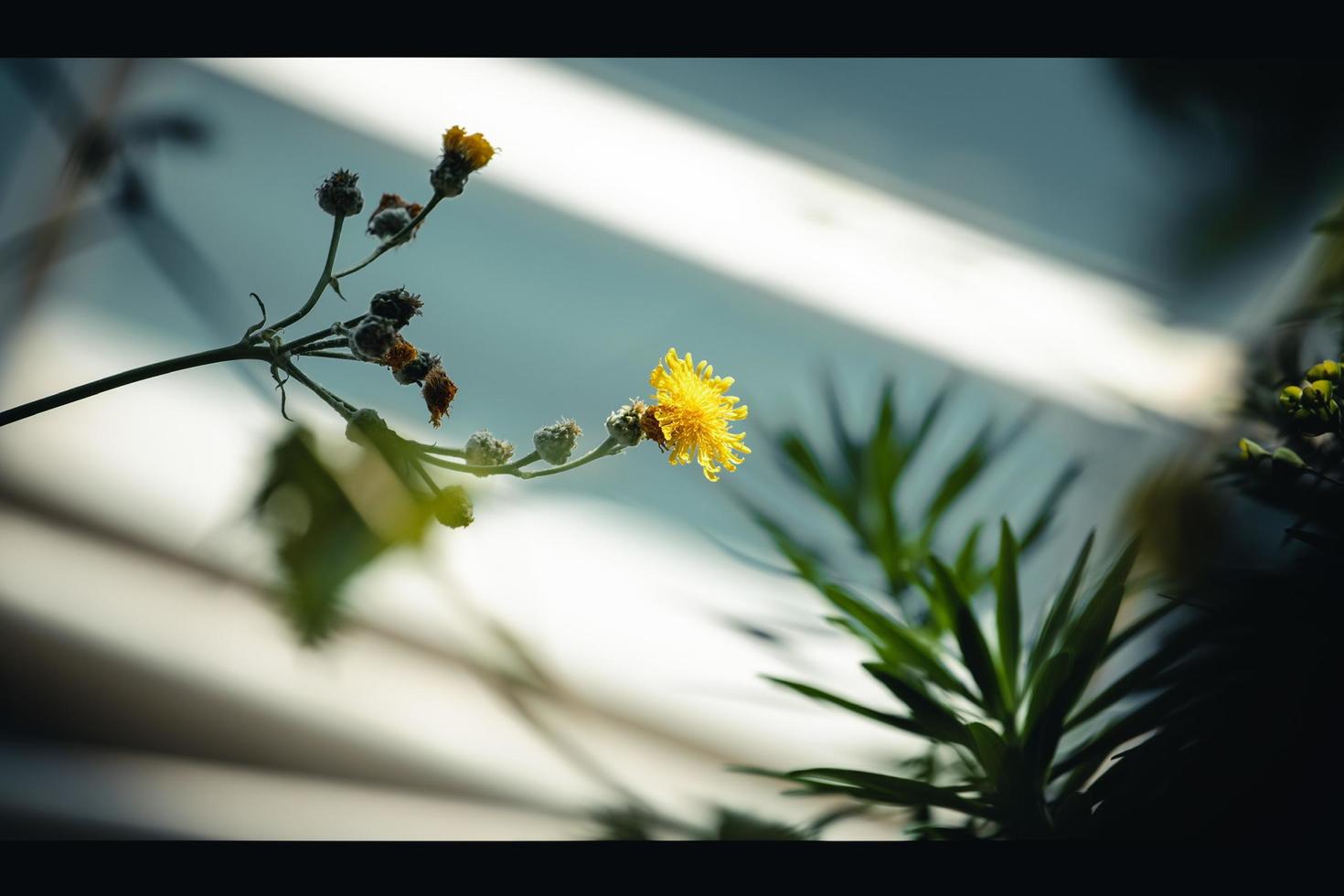 schaduw van een gele bloem foto