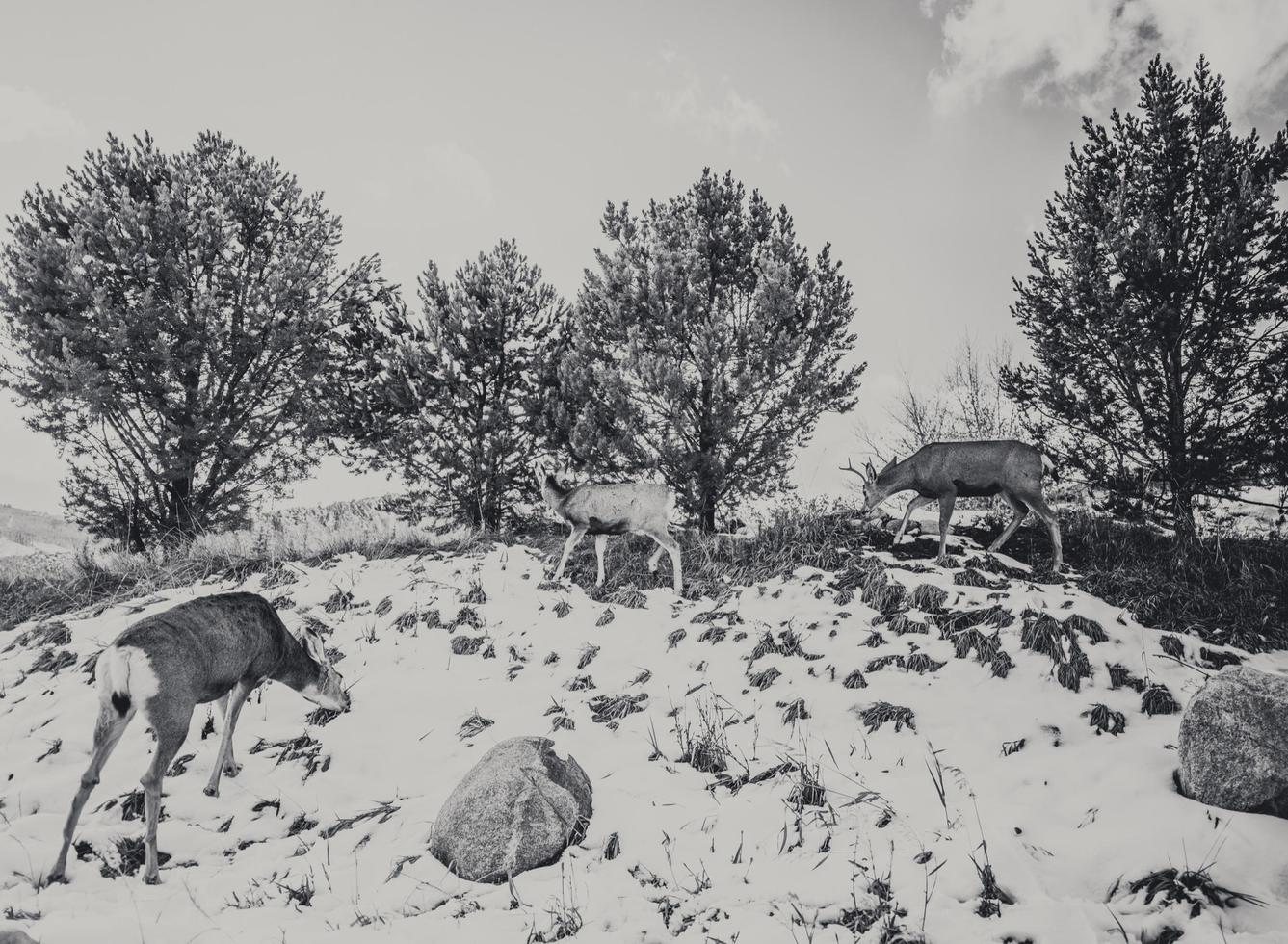 herten in de winter in Colorado Springs foto