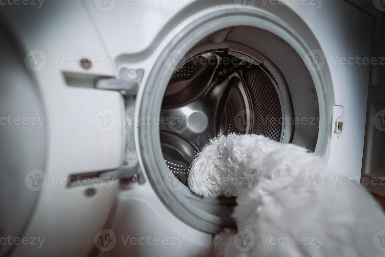 schattig weinig wit hond op zoek in naar het wassen machine. foto