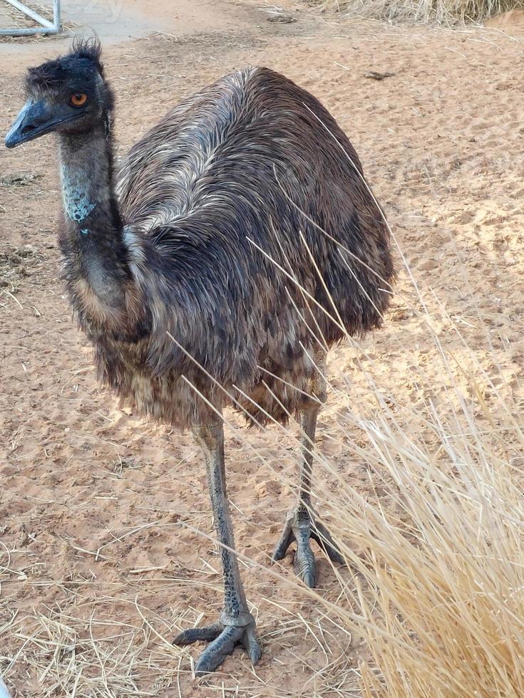emoe vogel in nee dieren in het wild safari toevlucht foto