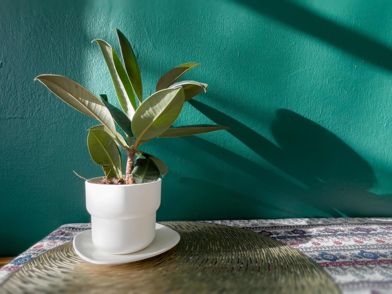 tafel met vrije ruimte met groene plant foto