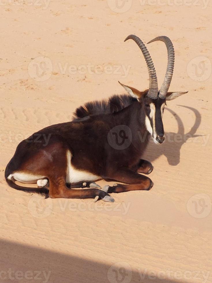 gazellen in nee dieren in het wild park reserveren foto