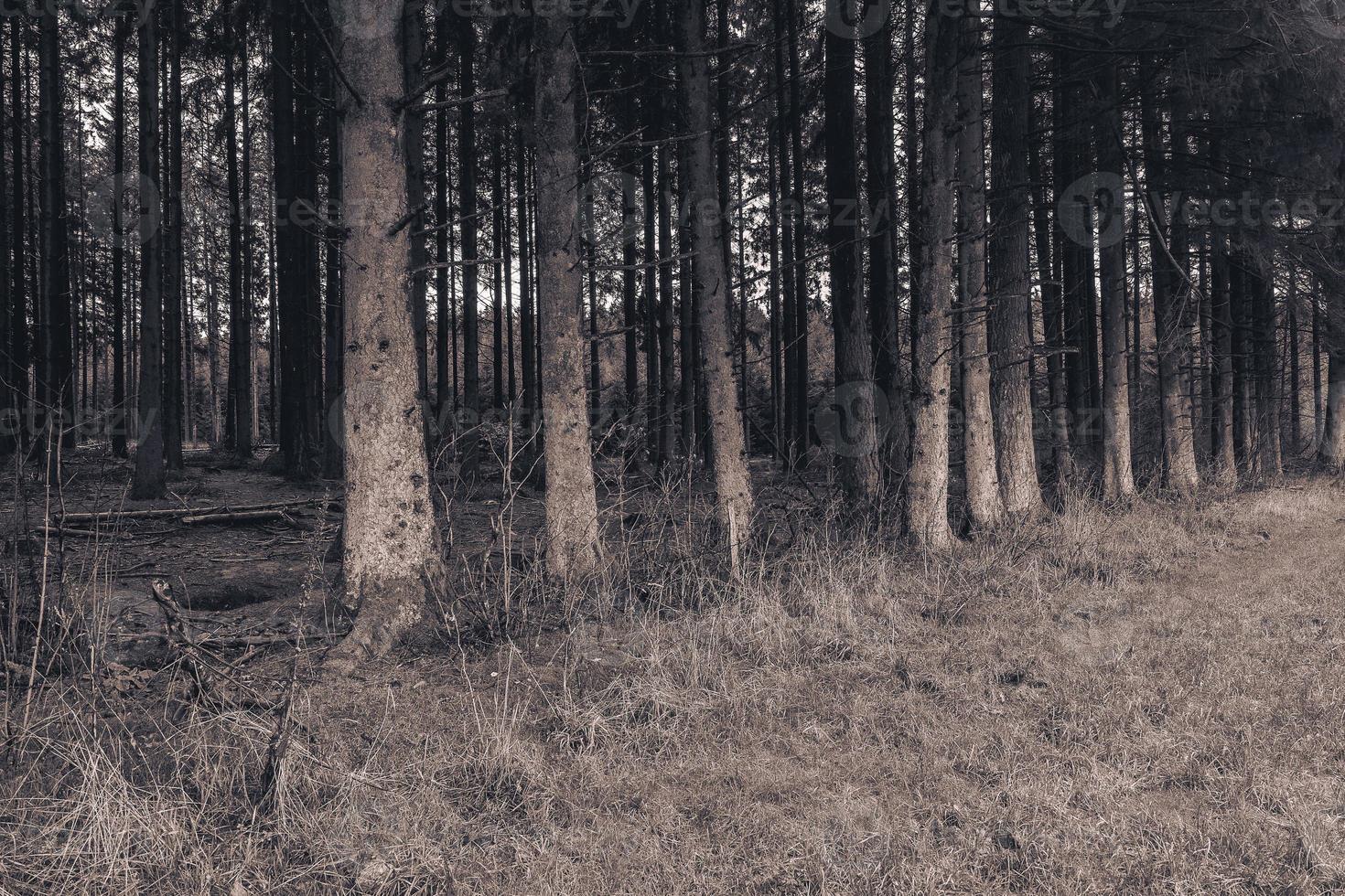 bois jacques. de Woud van de schuttersputjes van gemakkelijk bedrijf, 101ste in de lucht divisie. dichtbij naar de stad- vijand. belgie ardennen. foto