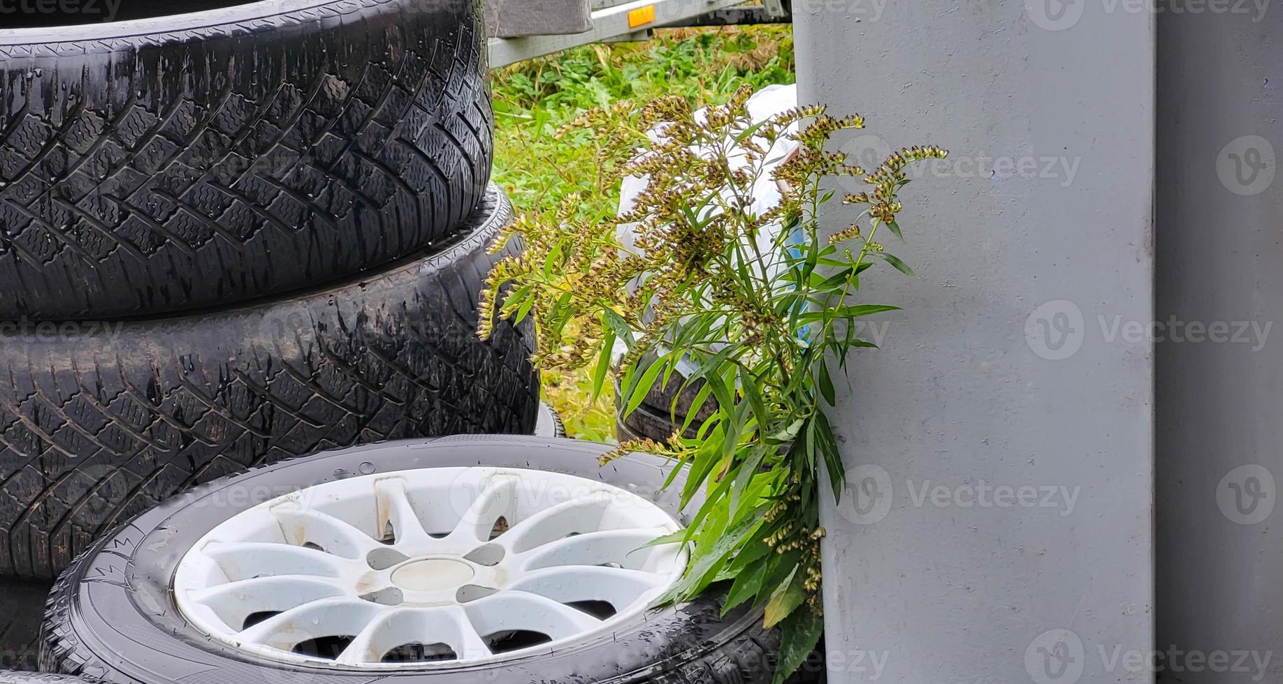 auto wielen in de buurt de hek en een geel herfst bloem foto