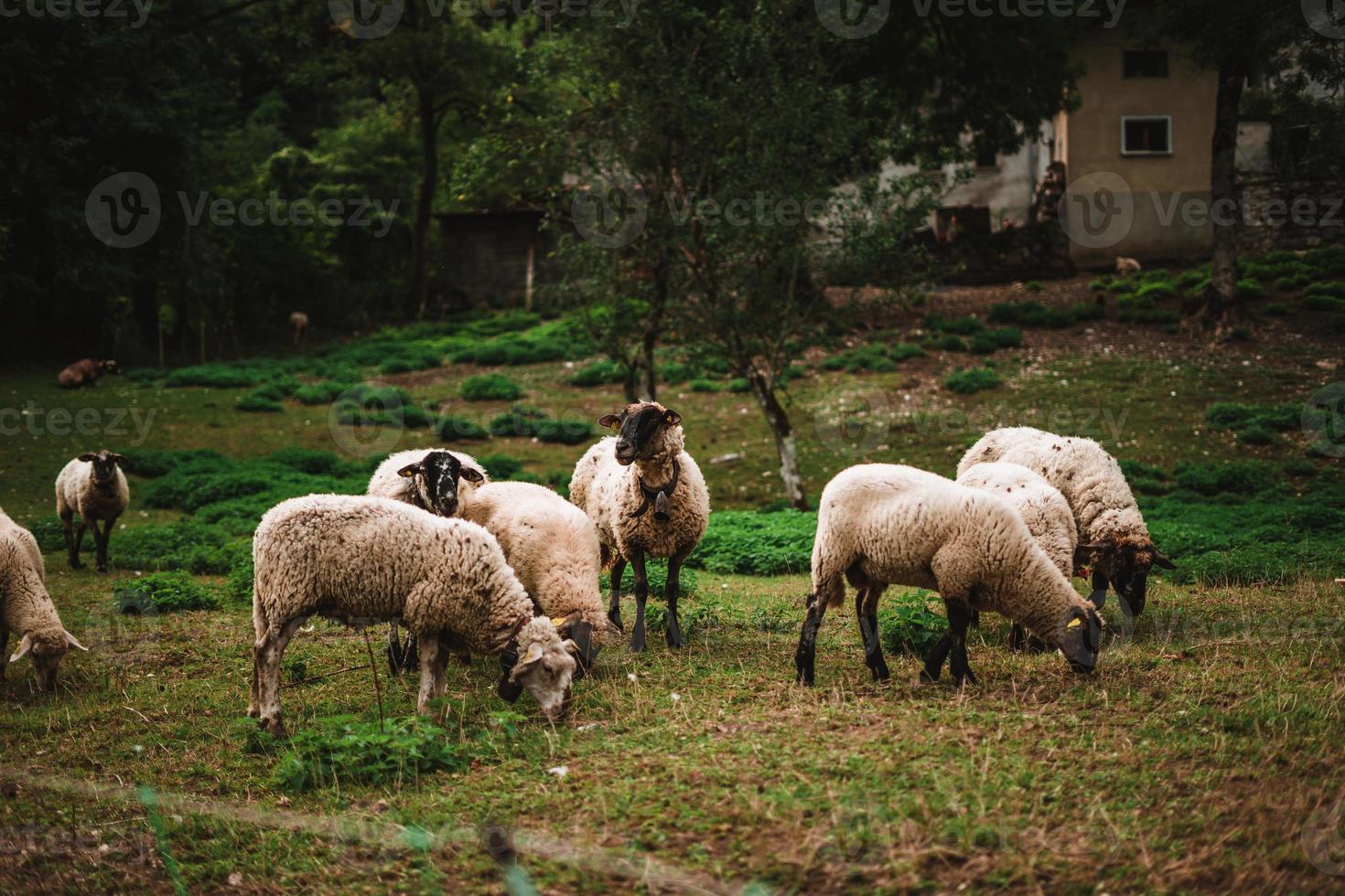 schapen in de Alpen Aan een boerderij foto