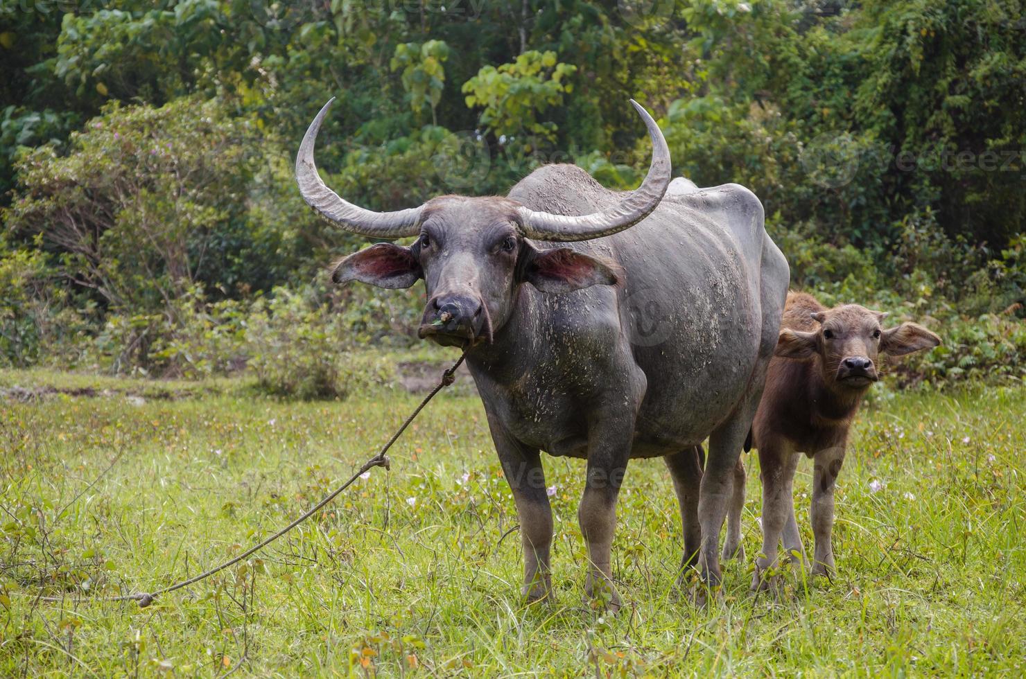 Aziatisch buffel in natuurlijk boerderij foto