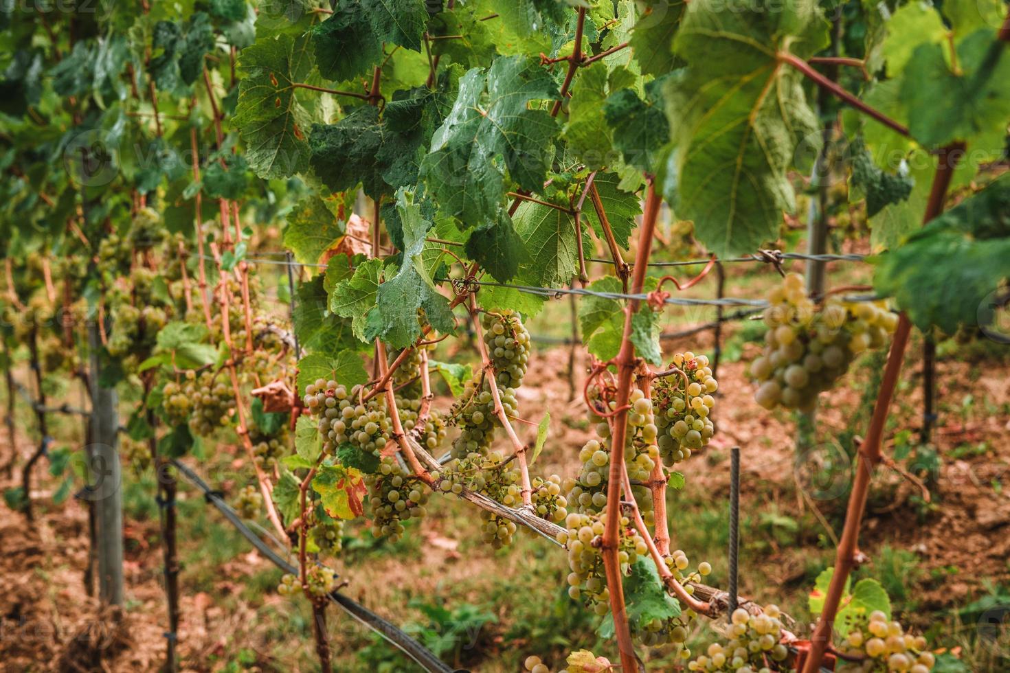 wit wijn druiven in wijngaard Aan dag tijd foto