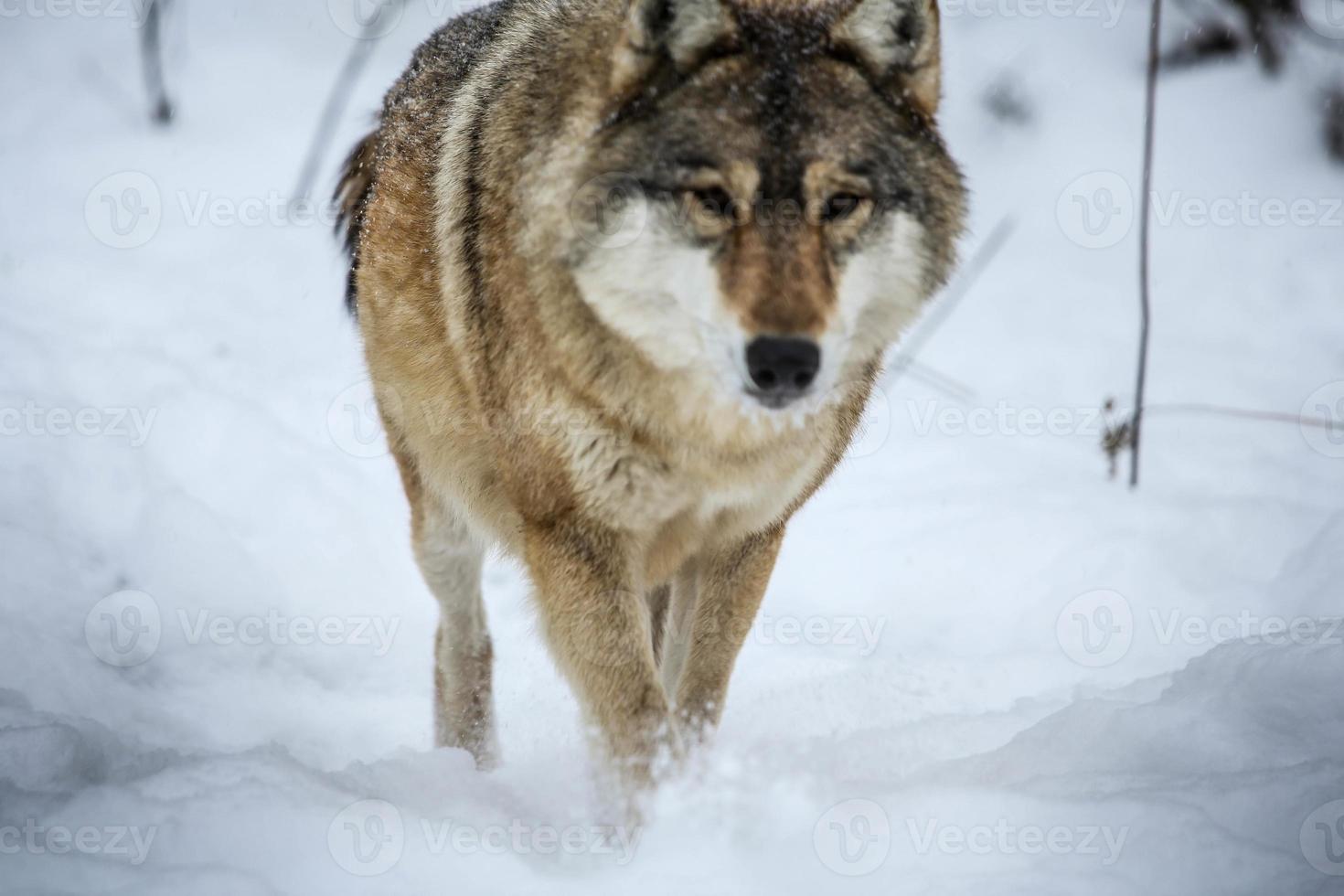 grijs wolf in de sneeuw foto