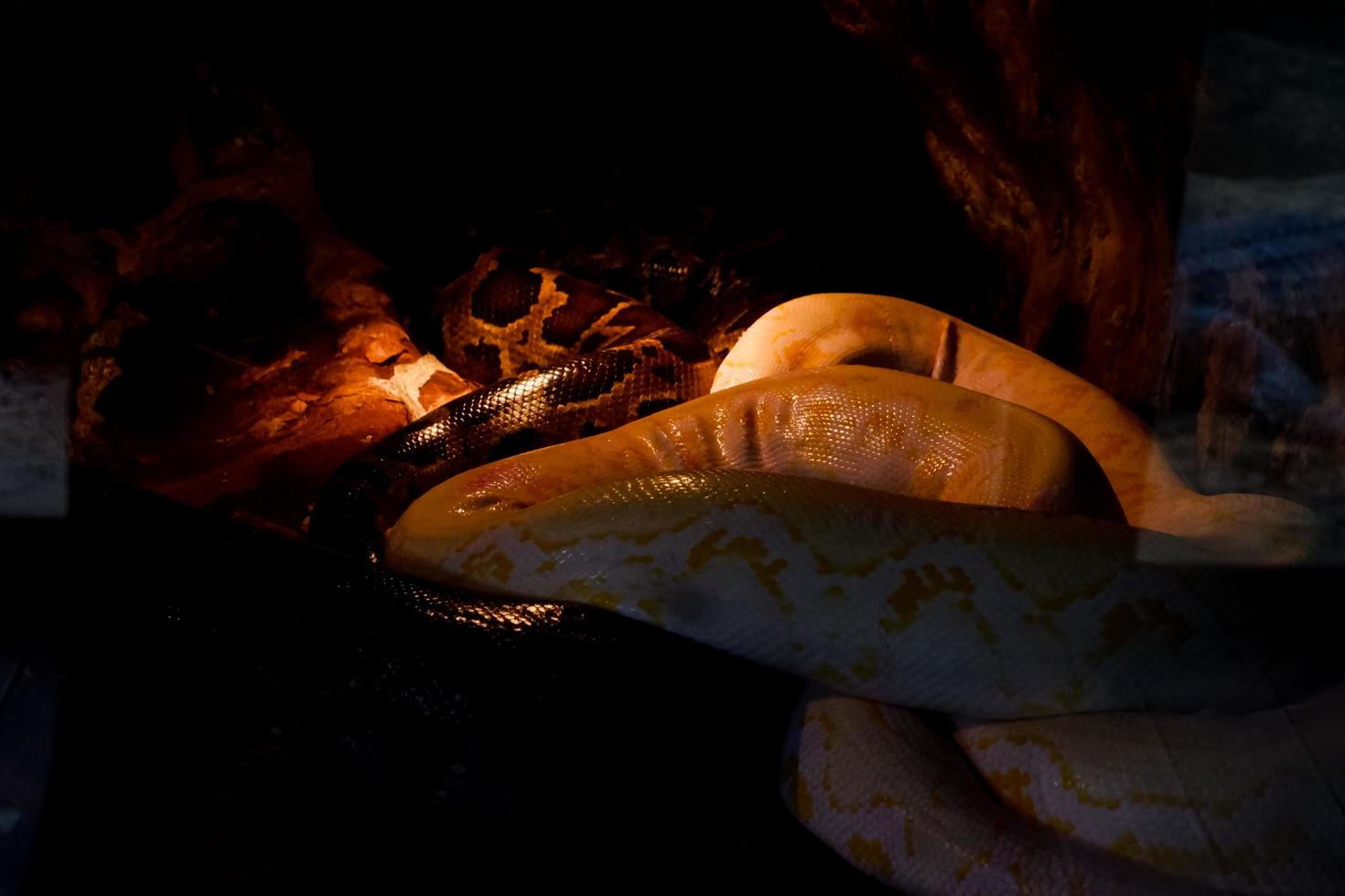 selectief focus van albino pythons neergestreken Aan een boom in een donker plaats. foto