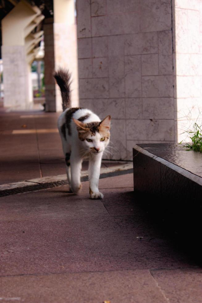 pluizig pot op zoek schattig jong lang haar- calico of torbie kat buitenshuis schieten foto