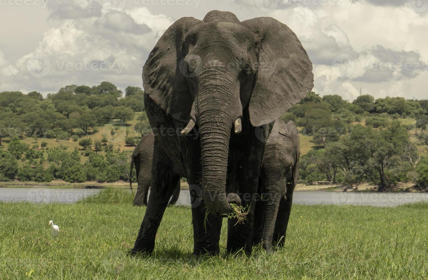 een vrouw olifant en haar kalf langs de chobe rivier- in Botswana. foto