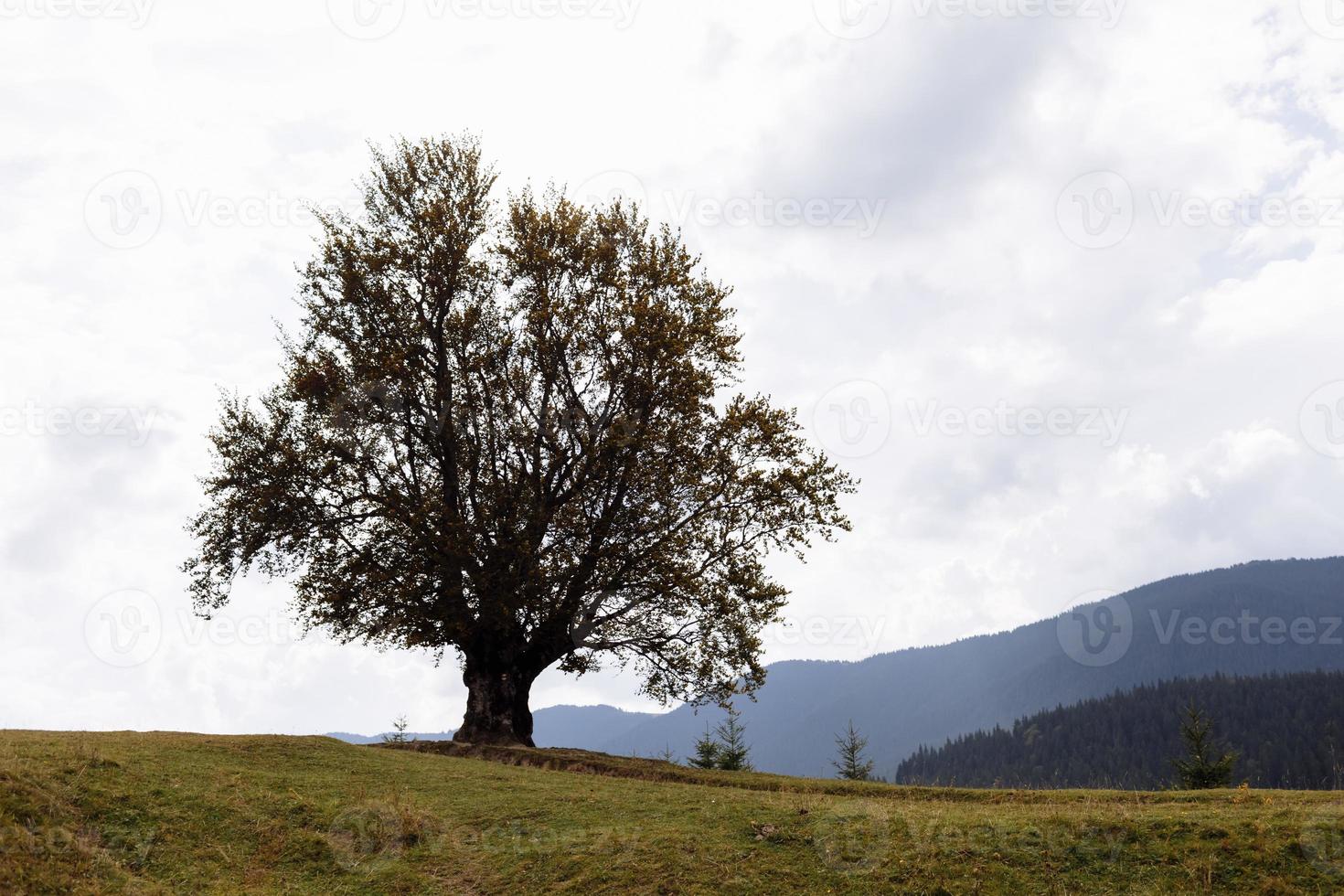 prachtig visie de naald- groot boom Aan de machtig Karpaten bergen en mooi bewolkt lucht achtergrond. schoonheid van wild maagd oekraïens natuur, Europa. populair toerist attractie. foto