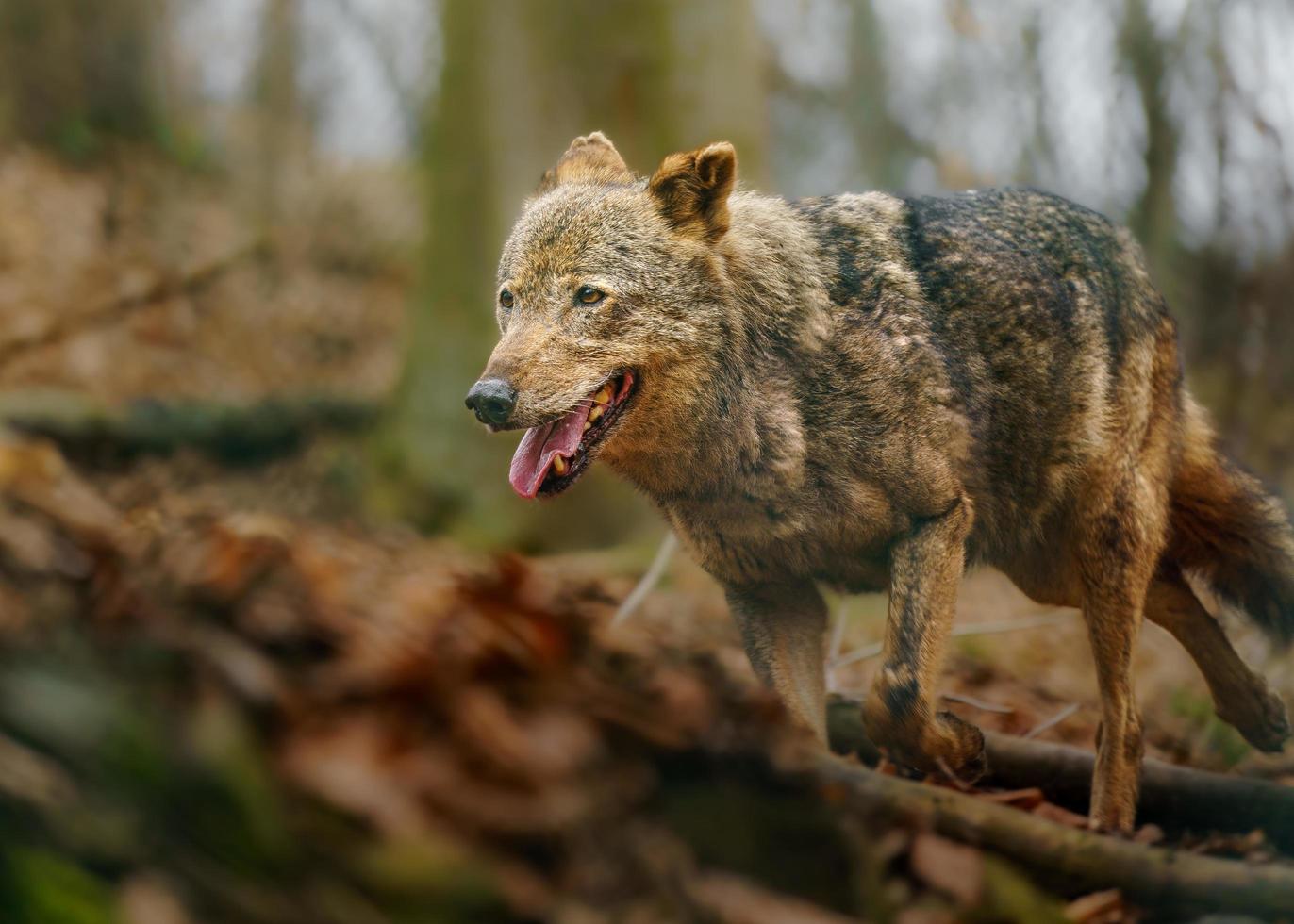 Iberisch wolf in dierentuin foto