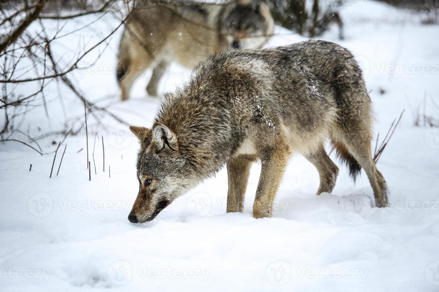 grijs wolf in de sneeuw foto