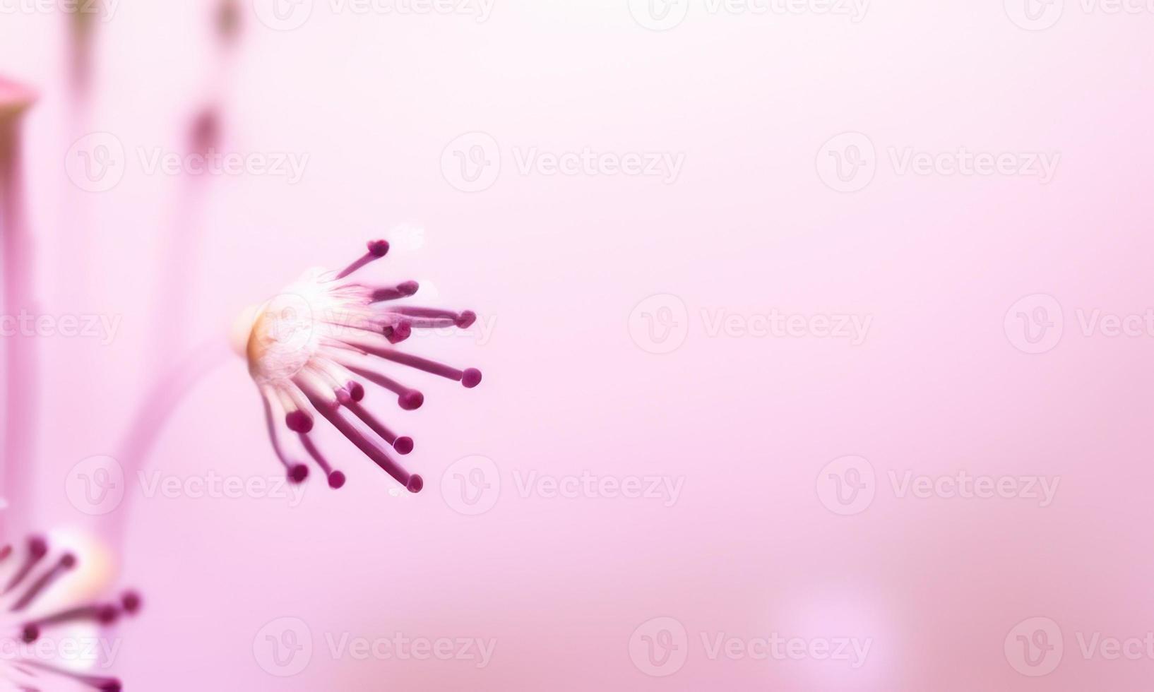 bloemen op roze achtergrond foto