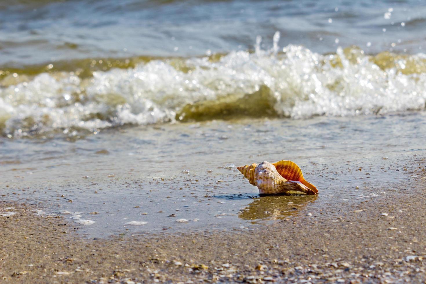 eenzaam schelp clam Aan de zand Aan de strand in de buurt de kust foto