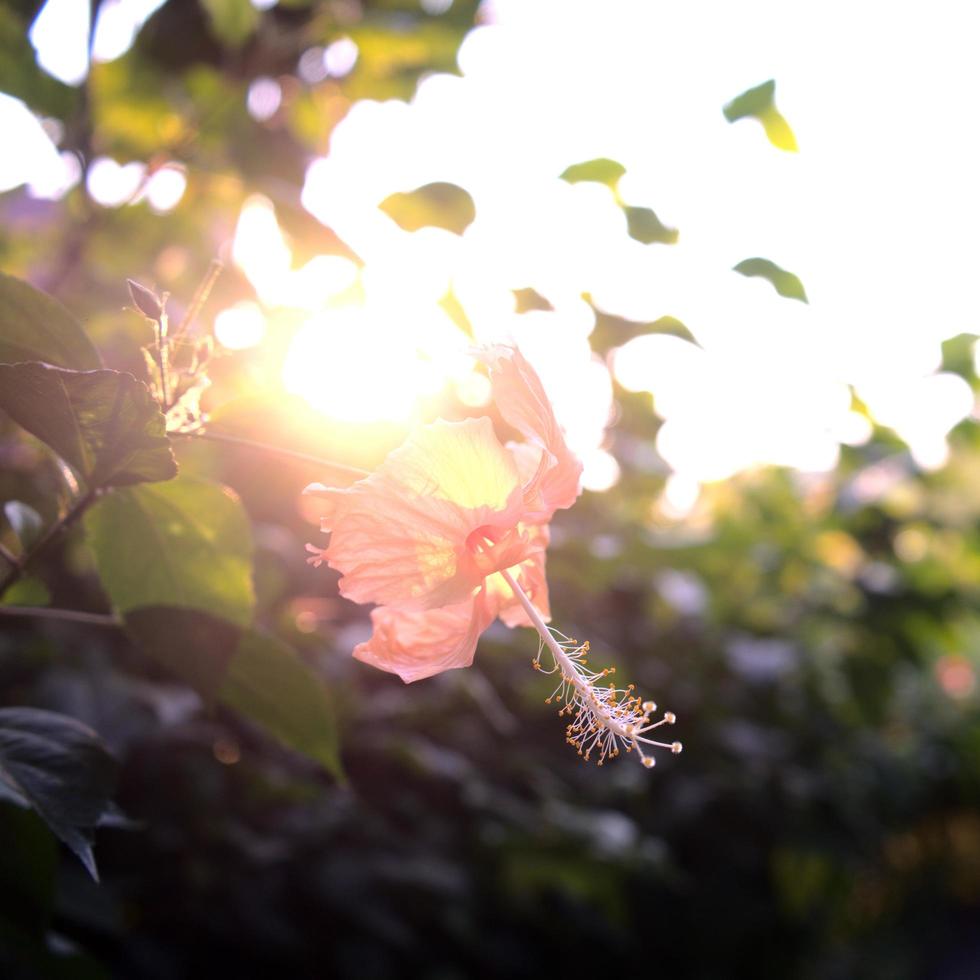 hibiscus bloem jungle met zonlicht bij zonsondergang foto