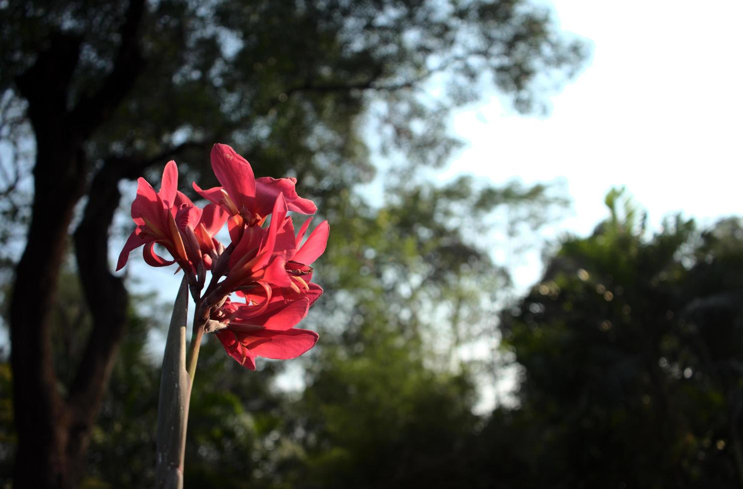 helder licht scharlakenrode canna lelie jungle foto