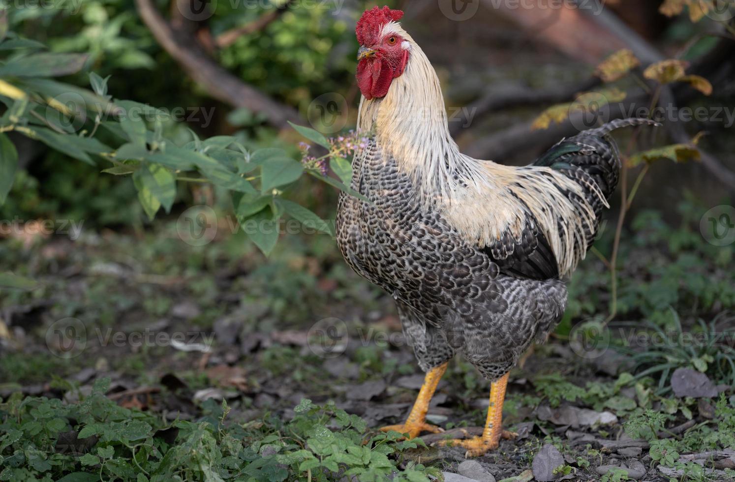 mooi kippen en hanen buitenshuis in de tuin. foto