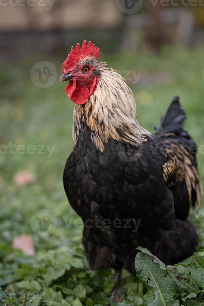 mooi kippen en hanen buitenshuis in de tuin. foto