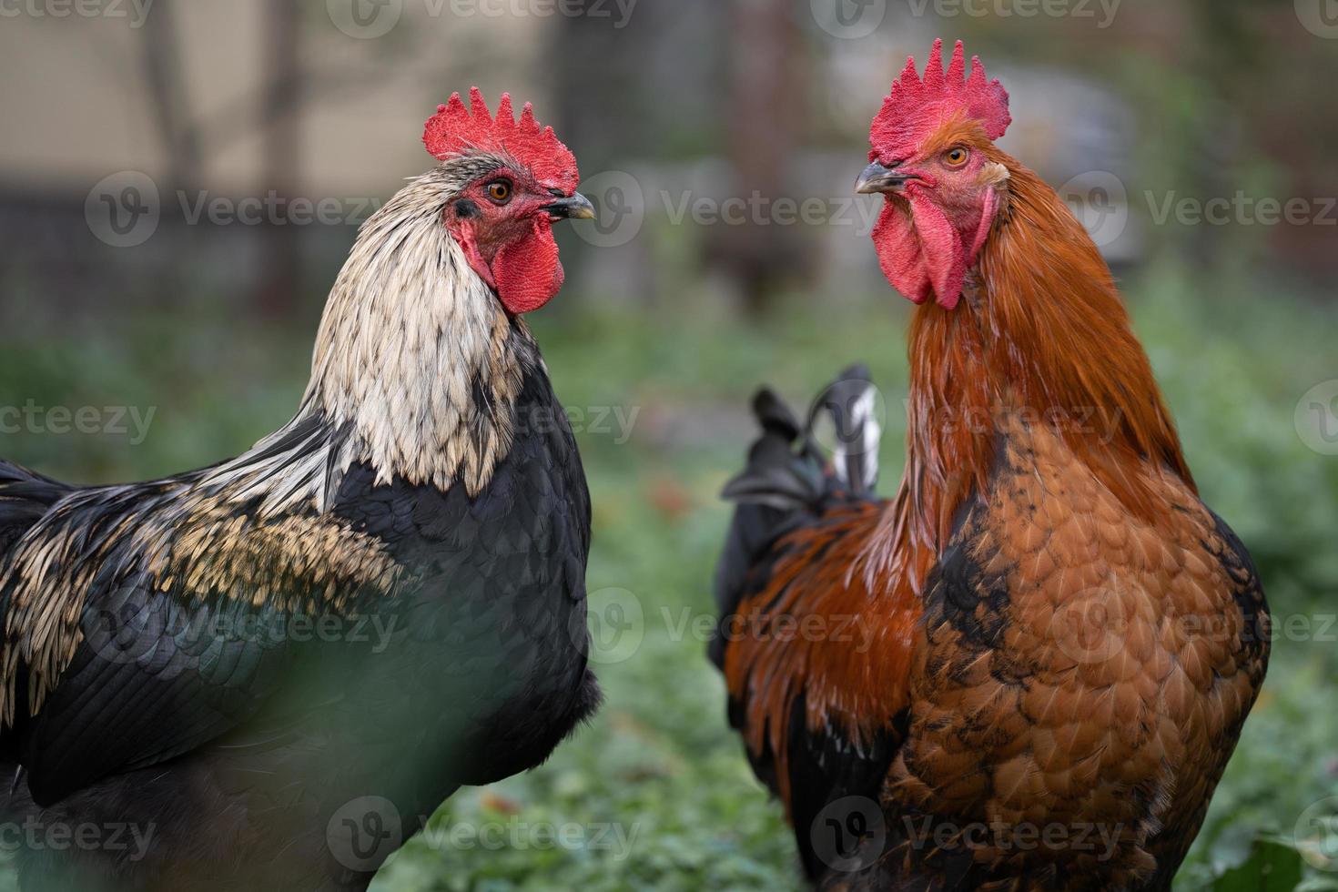 mooi kippen en hanen buitenshuis in de tuin. foto